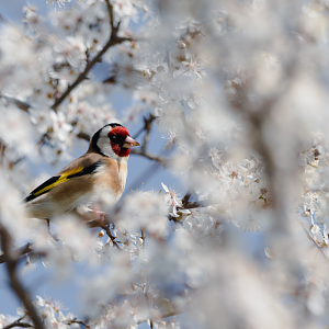 European goldfinch (Carduelis carduelis)