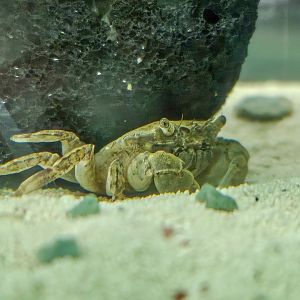 Freshwater Pom-pom Crab (Ptychognathus barbatus)