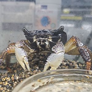 Purple Mangrove Crab (Goniopsis pelii)
