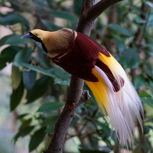Lesser Bird-of-paradise (Paradisaea minor)