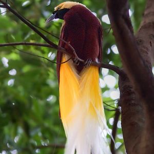 Lesser Bird-of-paradise (Paradisaea minor)