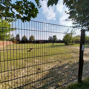 Wojciechow Zoo - White-tailed Wildebeest (Connochaetes gnou)