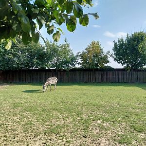 Wojciechow Zoo - Chapman's Zebra (Equus quagga chapmani)