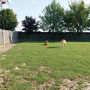 Wojciechow Zoo - Kafue Lechwe (Kobus leche kafuensis)