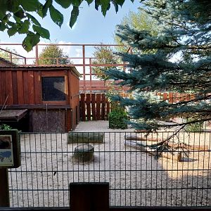 Wojciechow Zoo - Indian Crested Porcupine (Hystrix indica)