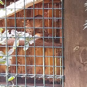 Wojciechow Zoo - Amur Leopard Cat (Prionailurus bengalensis euptilura)