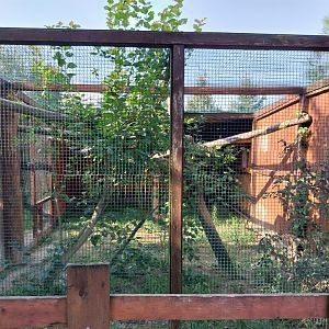 Wojciechow Zoo - Amur Leopard Cat (Prionailurus bengalensis euptilura)