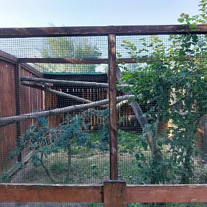 Wojciechow Zoo - Amur Leopard Cat (Prionailurus bengalensis euptilura)