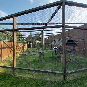 Wojciechow Zoo - Black and White Ruffed Lemur (Varecia variegata variegata)