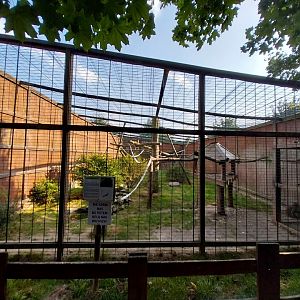 Wojciechow Zoo - Japanese Macaque (Macaca fuscata)