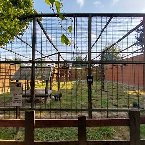 Wojciechow Zoo - Mandrill (Mandrillus sphinx)