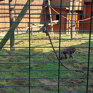 Wojciechow Zoo - Mandrill (Mandrillus sphinx)