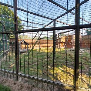 Wojciechow Zoo - Mandrill (Mandrillus sphinx)