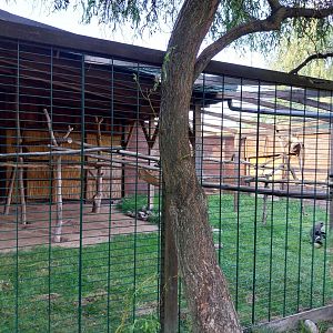 Wojciechow Zoo - De Brazz's Guenon (Cercopithecus neglectus)