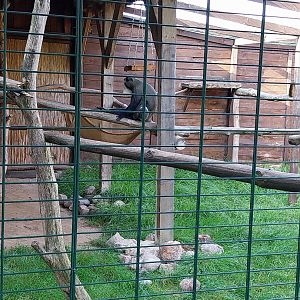 Wojciechow Zoo - De Brazz's Guenon (Cercopithecus neglectus)