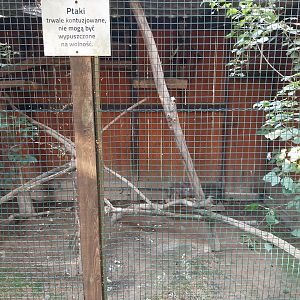 Wojciechow Zoo - Eurasian Tawny Owl (Strix aluco)