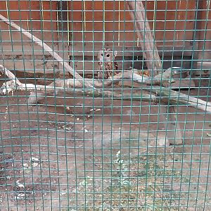 Wojciechow Zoo - Eurasian Tawny Owl (Strix aluco)