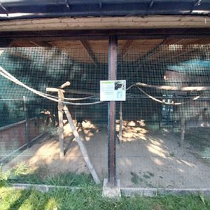 Wojciechow Zoo - White-fronted lemur enclosure