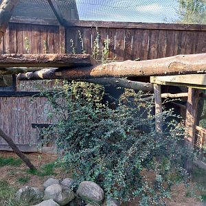 Wojciechow Zoo - Jaguarundi enclosure