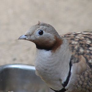 Black-bellied Sandgrouse