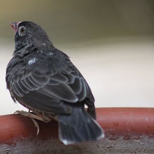 African Qualfinch