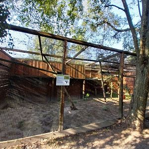 Wojciechow Zoo - Serval (Leptailurus serval)