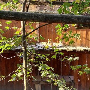 Wojciechow Zoo - Serval (Leptailurus serval)