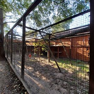 Wojciechow Zoo - Serval (Leptailurus serval)