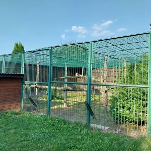 Wojciechow Zoo - Cougar (Puma concolor)