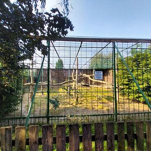 Wojciechow Zoo - Cougar (Puma concolor)