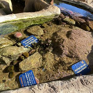 Rockpool Explorers 060125