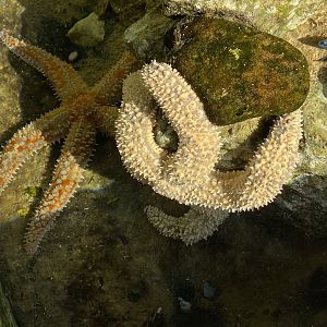Common sea star 060125
