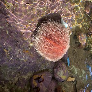 Sea urchin sp. 060125