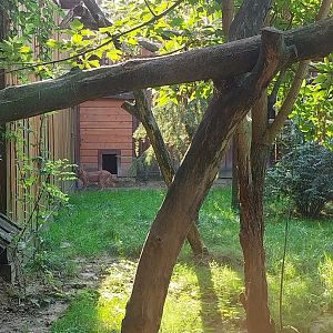 Wojciechow Zoo - Caracal (Caracal caracal)