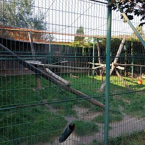 Wojciechow Zoo - Northern Lynx (Lynx lynx lynx)