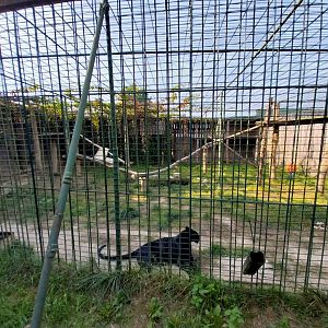 Wojciechow Zoo - Leopard (Panthera pardus)