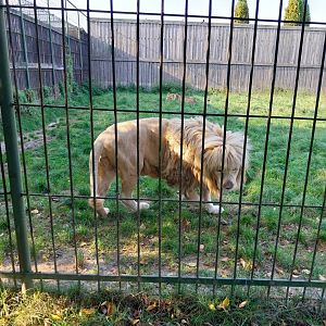 Wojciechow Zoo - Southeast African Lion (Panthera leo krugeri)