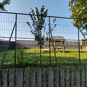 Wojciechow Zoo - Southeast African Lion (Panthera leo krugeri) - Main enclosure