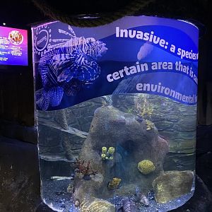 Invasive species tank 060125