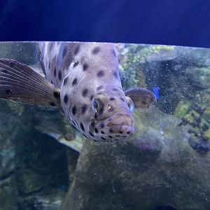 Panther grouper 060125