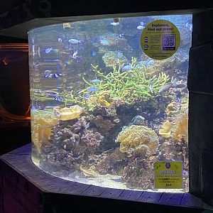 Mixed reef tank 060125