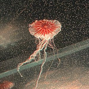 Japanese sea nettle 060125