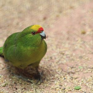 Yellow-crowned parakeet
