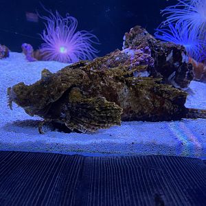 Bearded ghoul 060125