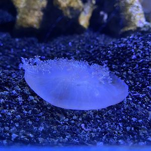 Upside down jellyfish 060125