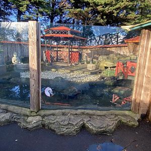 Asian small-clawed otter enclosure 060125
