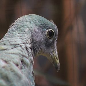 Western Orange-bellied Fruit Dove