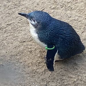 Little penguin 060125