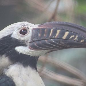 Visayan Tarictic Hornbill