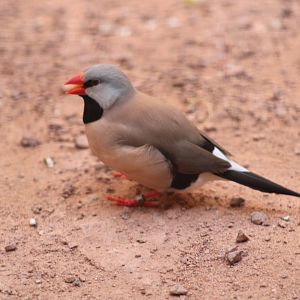 Long-tailed Finch